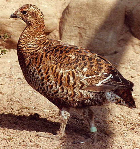 Image - Capercaillie (female).